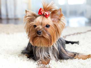 Pet Hair Removal | Los Angeles Carpet Cleaning Los Angeles