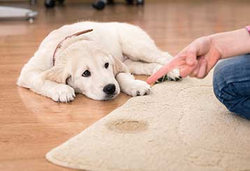 Pet Stain and Odor Removal Basics | Los Angeles CA