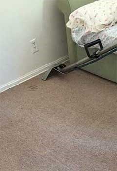 Affordable Carpet Cleaning For Los Angeles Home