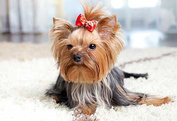 Efficient Pet Hair Removal | Los Angeles CA