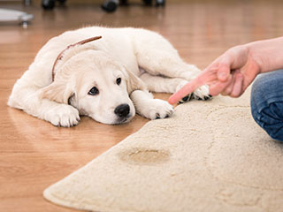 Pet Stain and Odor Removal Basics | Los Angeles Carpet Cleaning