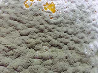 Stain Removal | Carpet Cleaning Los Angeles Stain Removal | Los Angeles Carpet Cleaning